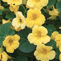 Baby Yellow Nasturtium