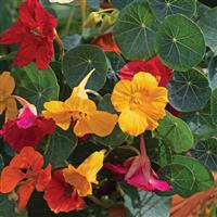 Baby Formula Mix Nasturtium