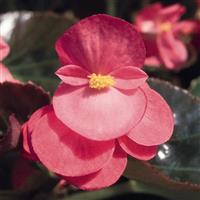 Big Rose With Bronze Leaf Begonia