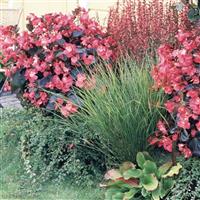 Big Rose With Bronze Leaf Begonia