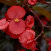 Big Red With Bronze Leaf Begonia