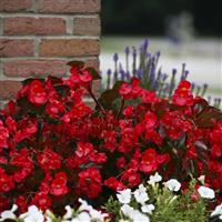 Big Red With Bronze Leaf Begonia