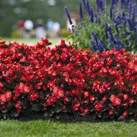 Big Red With Bronze Leaf Begonia