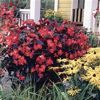 Big Red With Bronze Leaf Begonia
