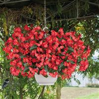 Big Red With Green Leaf Begonia
