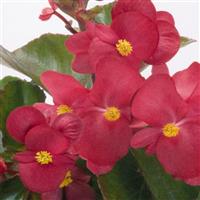 Big Red With Green Leaf Begonia