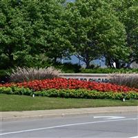 Big Red With Green Leaf Begonia