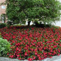 Big Red With Green Leaf Begonia