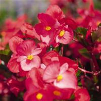 Big Rose With Green Leaf Begonia