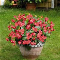 Big Rose With Green Leaf Begonia