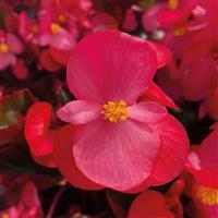 Big Deep Rose With Bronze Leaf Begonia