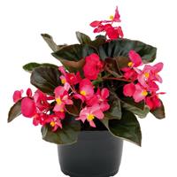 Big Deep Rose With Bronze Leaf Begonia