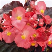 Big Pink With Bronze Leaf Begonia