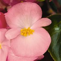 Big Pink With Green Leaf Begonia