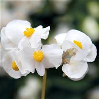 Big White With Green Leaf Begonia