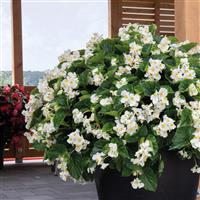 Big White With Green Leaf Begonia