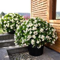 Big White With Green Leaf Begonia