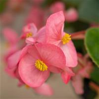 Big Deep Pink Green Leaf Begonia