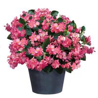 Big Deep Pink Green Leaf Begonia