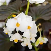 Big White With Bronze Leaf Begonia