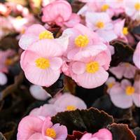 Big Soft Pink With Bronze Leaf Begonia