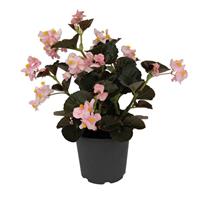 Big Soft Pink With Bronze Leaf Begonia