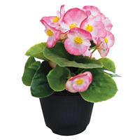 Super Cool Blush Begonia