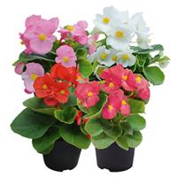 Super Cool Mix Begonia