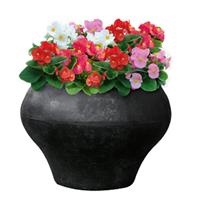 Super Cool Mix Begonia