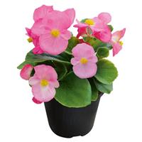 Super Cool Pink Begonia