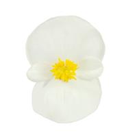 Super Cool White Begonia