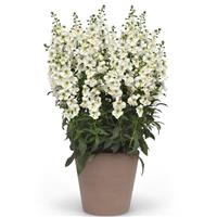Archangel™ White Angelonia