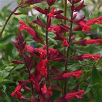 Roman Red Salvia