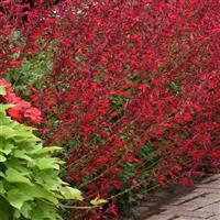 Roman Red Salvia