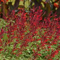 Roman Red Salvia