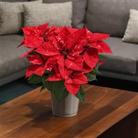 Sky™ Fantasy Poinsettia