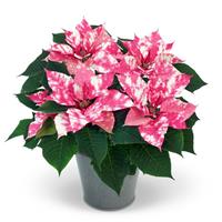 Sky™ Pink Poinsettia