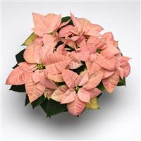 Christmas Beauty™ Cinnamon Poinsettia