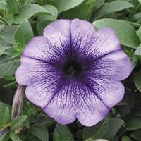 Trilogy Blue Vein Petunia