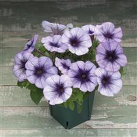 Trilogy Blue Vein Petunia