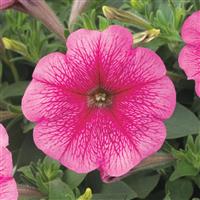 Trilogy Rose Vein Petunia