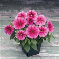 Trilogy Rose Vein Petunia