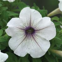 Trilogy Silver Blotch Petunia