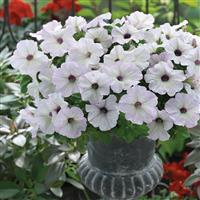 Trilogy Silver Blotch Petunia
