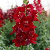 DoubleShot Crimson Red Snapdragon