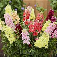 DoubleShot Mix Snapdragon