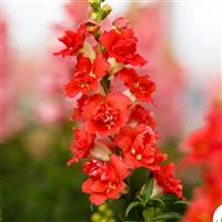 DoubleShot Orange Bicolor Snapdragon
