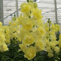 DoubleShot Yellow Snapdragon