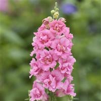 DoubleShot Hot Pink Snapdragon