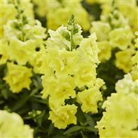 Twinny Lemon Snapdragon